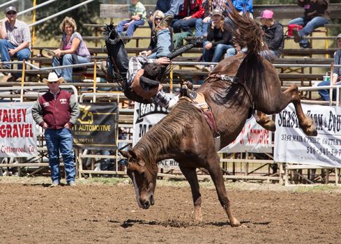 A cowboy is flying of the bronc his was trying to ride.  The rodeo in Cottonwood, California is a popular event on Mother's Day weekend in this small northern California town. This photo was taken in May, 2014.
