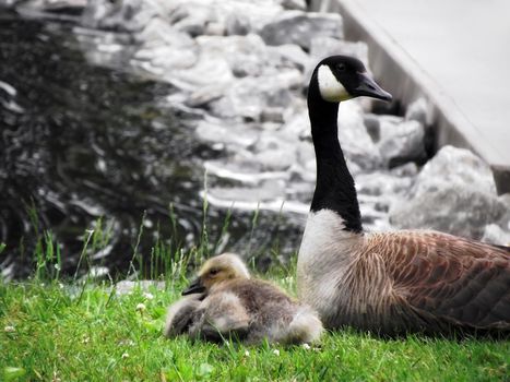 A mother Canadian Goose stays close to one of her spring goslings near the waterways.