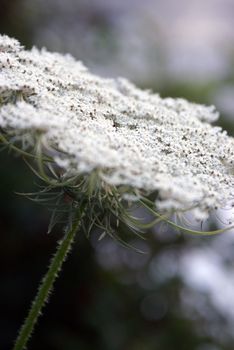 A lovely closeup view of a Queen Annes Lace Wildflower.