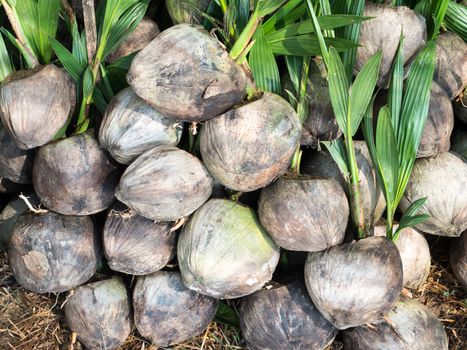 Sprout of coconut tree pop out of the coconut