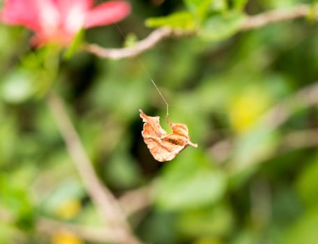 a leaf on a spider web (select focus)