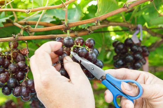 Cultivator cut off bad grape on grapevine.