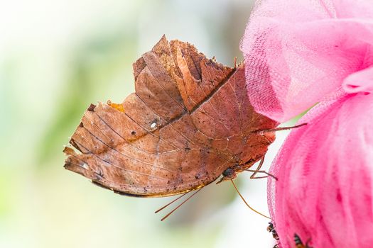 Oak leaf butterfly (Kallima inachus)  gathering food.