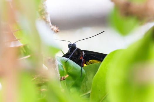 Birdwing butterfly hold on leaf.