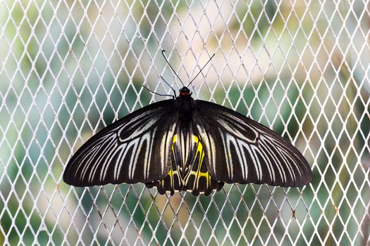 Black and yellow birdwing butterfly hold on cage.