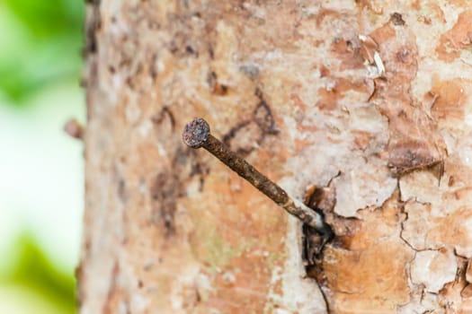 Nail on tree trunk.