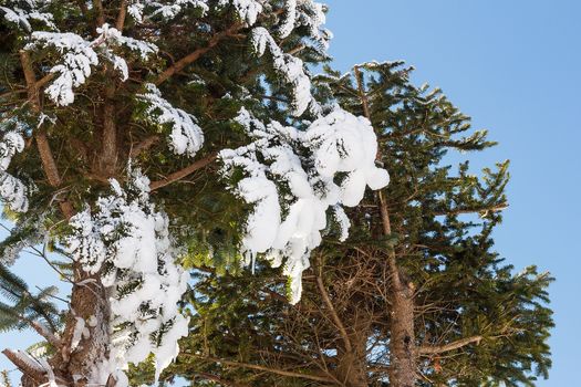 Snow on tree with blue sky.