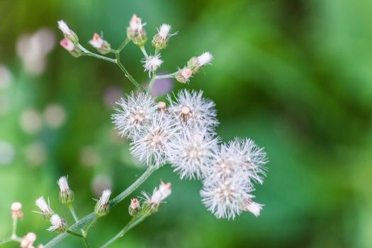 Weed flower with green background.