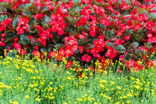 Red Begonia and yellow Dandelion bush.