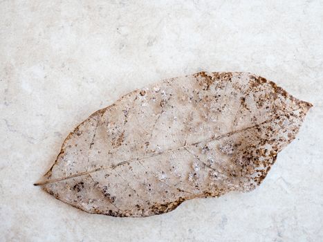 Dry leaf detail texture, select focus