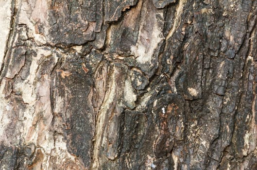 Macro tree bark texture.