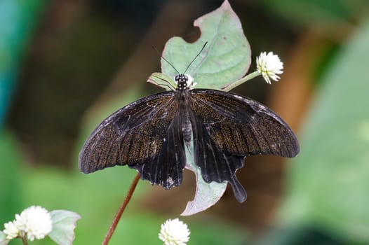 Black birdwing butterfly on tree branch.