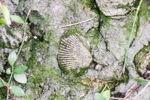 Clam fossil in ground with plants.