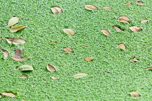 Duckweed on pond surface with leaf.