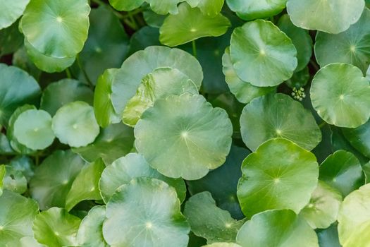 Lotus leaves in pond.