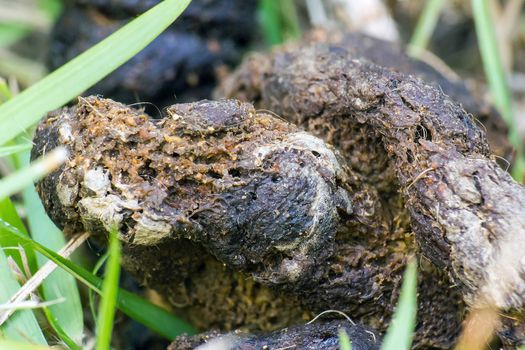 Cat shit in garden.