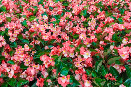 Pink Begonia field with green leaf.