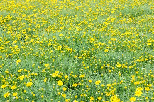 Yellow dandelion flower field.