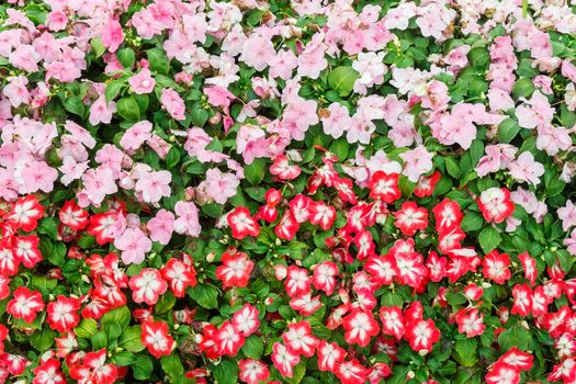 Colorful red and pink Geranium field.