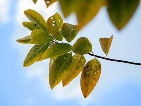 green leaf on blue sky , select focus