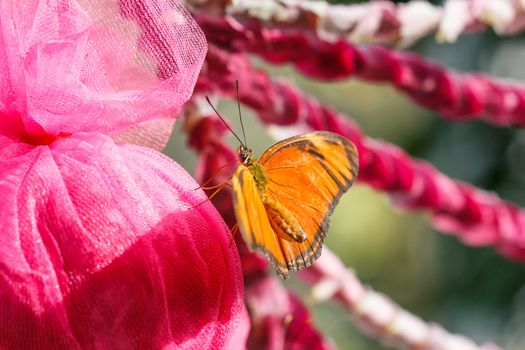 Orange big butterfly gathering food.