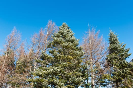 Snow on tree with blue sky.