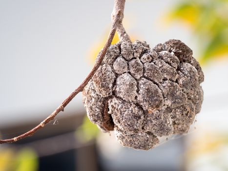 rot custard apple on tree, select focus