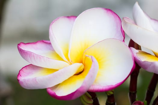 Closeup picture of Plumeria flower.