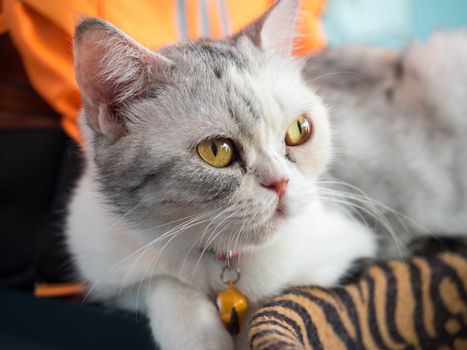 yellow eyes lonely cat in colorful blur background,select focus