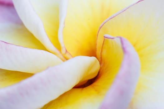 Macro picture of Plumeria flower.