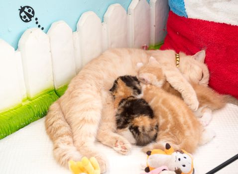 Cat lying on floor and breastfeeding the kittens