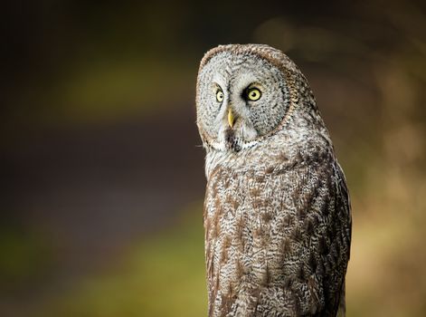 Wild Owl in Nature, Color Image, Northern California, USA