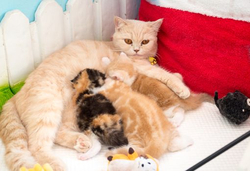 Cat lying on floor and breastfeeding the kittens