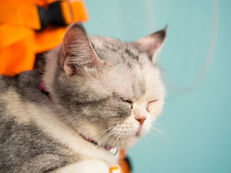 close up cat sleeping and blur background