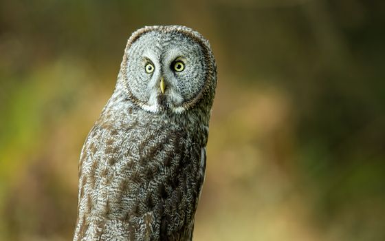 Wild Owl in Nature, Color Image, Northern California, USA