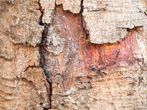 Bark Tree Texture, select focus