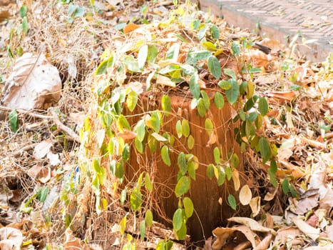 Old stump covered with lush green leaves