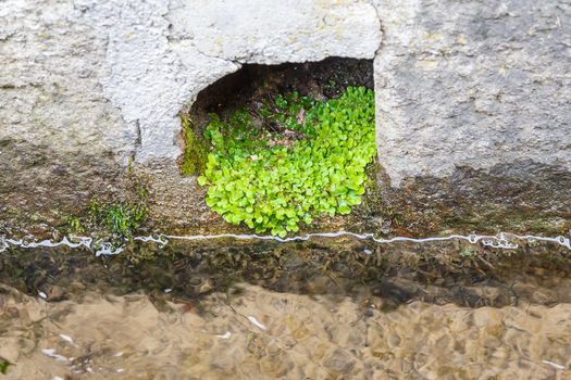 Little plant grow in drainage.