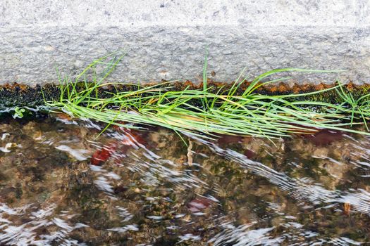 Grass and plant grow in drainage.