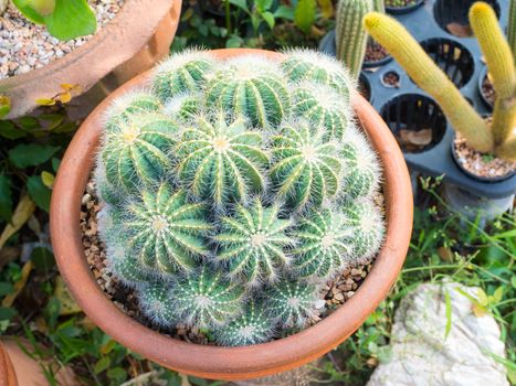 Cactus in a pot, select focus