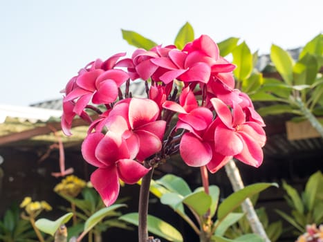 The Frangipani flower