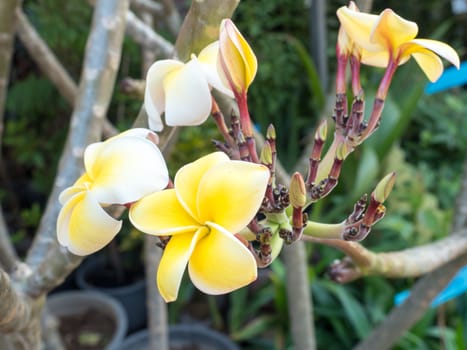 Yellow Plumeria tree flowers