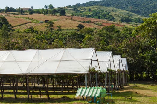 Cultivated farm of grape with roof.