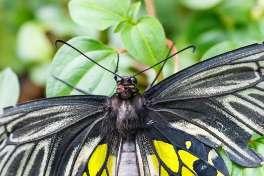 Black and yellow birdwing butterfly.