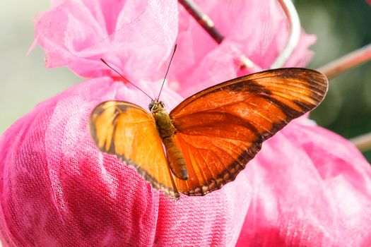 Orange big butterfly gathering food.