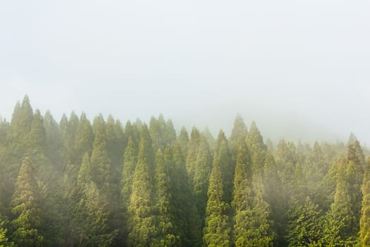 Pine forest in the mist.