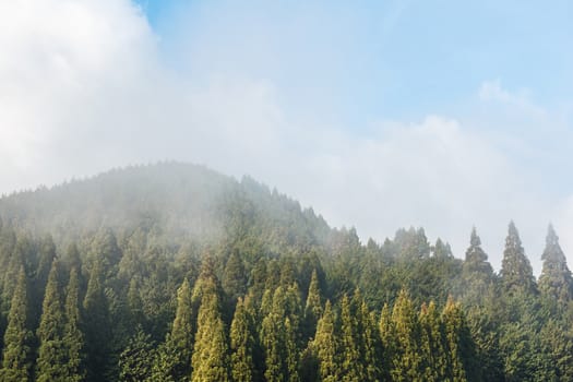 Pine forest in the mist.