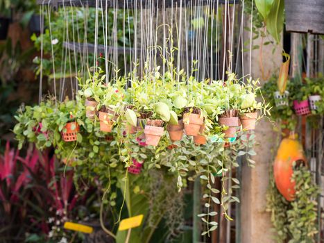 Plant in the hanging clay pots in garden