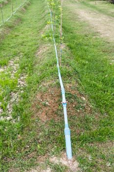 Water faucet and pipe in vegetable ground.