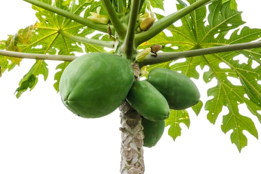 Papaya bunch on the tree.